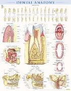 Dental Anatomy Poster (22 X 28 Inches) - Laminated: A Quickstudy Reference