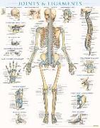 Joints & Ligaments Poster (22 X 28 Inches) - Laminated: A Quickstudy Anatomy Reference