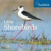Audubon Little Shorebirds Mini Wall Calendar 2023