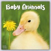 Baby Animals 2023 Wall Calendar