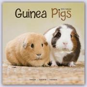 Guinea Pigs 2023 Wall Calendar