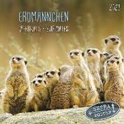 Meerkats/Erdmännchen 2023