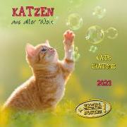 Cats/Katzen 2023