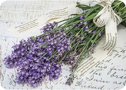 Postkarte. Lavendel