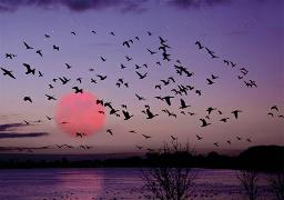 Doppelkarte. Vögel am Himmel, mauritius images - H.