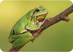 Postkarte. Frosch