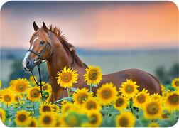 Postkarte. Pferd und Sonnenblumen