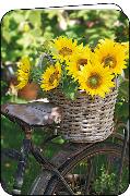 Doppelkarte. Sonnenblumen auf Fahrrad/ Martina Carmos