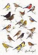Postkarte Gartenvögel