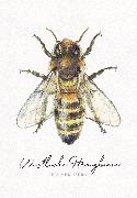 Postkarte. Westliche Honigbiene
