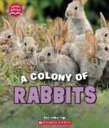 A Colony of Rabbits (Learn About: Animals)