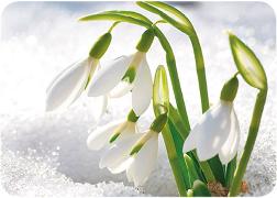 Postkarte. Schneeglöckchen / blanko