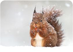 Postkarte blanko quer Eichhörnchen im Schnee