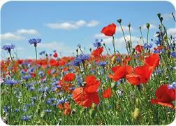 Postkarte. Mohn und Kornblumen / blanko