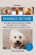 Doodle Hunde Cockapoo, Goldendoodle, Maltipoo, Labradoodle & Co