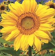 3D Magnets. Sonnenblume/Sunflower