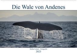 Die Wale von Andenes (Wandkalender 2023 DIN A2 quer)