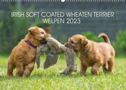 IRISH SOFT COATED WHEATEN TERRIER WELPEN 2023 (Wandkalender 2023 DIN A2 quer)