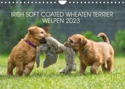 IRISH SOFT COATED WHEATEN TERRIER WELPEN 2023 (Wandkalender 2023 DIN A4 quer)