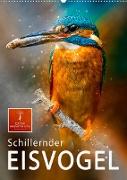 Schillernder Eisvogel (Wandkalender 2023 DIN A2 hoch)