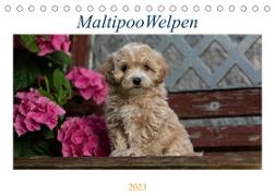 Maltipoo Welpen (Tischkalender 2023 DIN A5 quer)