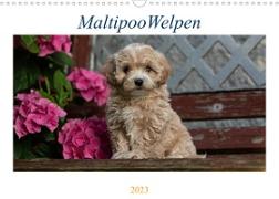 Maltipoo Welpen (Wandkalender 2023 DIN A3 quer)
