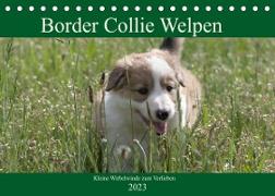 Border Collie Welpen - Kleine Wirbelwinde zum Verlieben (Tischkalender 2023 DIN A5 quer)
