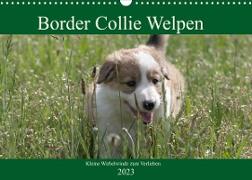 Border Collie Welpen - Kleine Wirbelwinde zum Verlieben (Wandkalender 2023 DIN A3 quer)