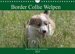 Border Collie Welpen - Kleine Wirbelwinde zum Verlieben (Wandkalender 2023 DIN A4 quer)