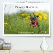 Prager Rattler - Black and Tan - Kleine Hunde ganz groß (Premium, hochwertiger DIN A2 Wandkalender 2023, Kunstdruck in Hochglanz)