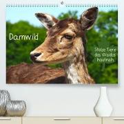 Damwild - stolze Tiere des Waldes hautnah (Premium, hochwertiger DIN A2 Wandkalender 2023, Kunstdruck in Hochglanz)