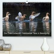 Die Entenballerina - freilebende Tiere in Bewegung (Premium, hochwertiger DIN A2 Wandkalender 2023, Kunstdruck in Hochglanz)
