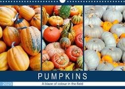 Pumpkins - A blaze of colour in the field (Wall Calendar 2023 DIN A3 Landscape)