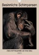 Besinnliche Schimpansen (Wandkalender 2023 DIN A4 hoch)