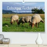 Coburger Fuchsschaf (Premium, hochwertiger DIN A2 Wandkalender 2023, Kunstdruck in Hochglanz)