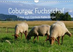 Coburger Fuchsschaf (Wandkalender 2023 DIN A4 quer)