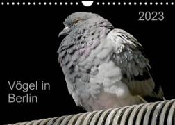 Vögel in Berlin (Wandkalender 2023 DIN A4 quer)