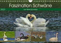 Faszination Schwäne (Wandkalender 2023 DIN A4 quer)