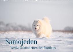 Samojeden - Liebenswerte Fellkugeln (Wandkalender 2023 DIN A2 quer)