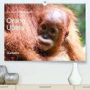Die letzten freilebenden Orang Utans (Premium, hochwertiger DIN A2 Wandkalender 2023, Kunstdruck in Hochglanz)