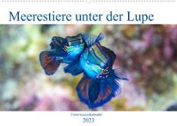 Meerestiere unter der Lupe - Unterwasserkalender (Wandkalender 2023 DIN A2 quer)