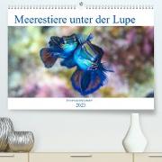 Meerestiere unter der Lupe - Unterwasserkalender (Premium, hochwertiger DIN A2 Wandkalender 2023, Kunstdruck in Hochglanz)