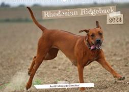 Rhodesian Ridgeback - Ausdrucksstarke Gesichter (Wandkalender 2023 DIN A2 quer)