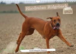 Rhodesian Ridgeback - Ausdrucksstarke Gesichter (Wandkalender 2023 DIN A4 quer)