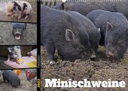 Faszination Minischweine (Wandkalender 2023 DIN A2 quer)