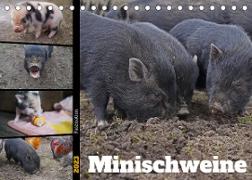Faszination Minischweine (Tischkalender 2023 DIN A5 quer)