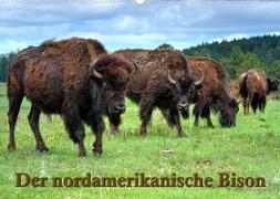 Der nordamerikanische Bison (Wandkalender 2023 DIN A2 quer)