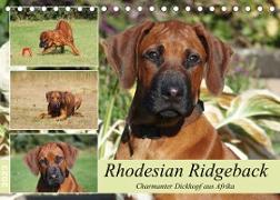 Rhodesian Ridgeback - Charmanter Dickkopf aus Afrika (Tischkalender 2023 DIN A5 quer)