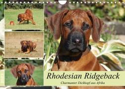 Rhodesian Ridgeback - Charmanter Dickkopf aus Afrika (Wandkalender 2023 DIN A4 quer)