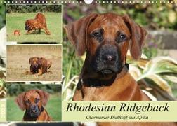 Rhodesian Ridgeback - Charmanter Dickkopf aus Afrika (Wandkalender 2023 DIN A3 quer)